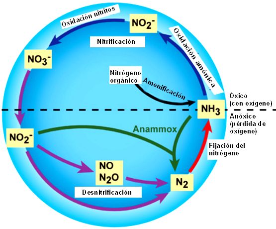 ciclo del nitrogeno